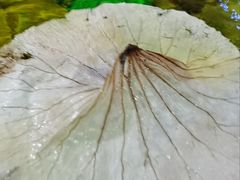 -泉城欧乐堡戏水湾艺术养生温泉