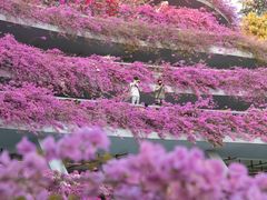 -深圳市中科院仙湖植物园