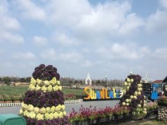 -荷兰花海