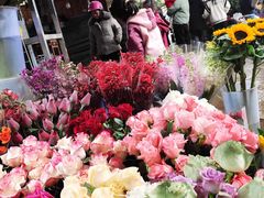 -桂林市花鸟市场