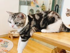 -有喵·猫咖·狗咖·30几只猫10只小狗(岗厦店)