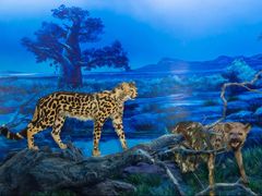 -国家自然博物馆