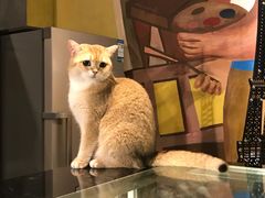 -咖法森林·咖啡  酒吧(天河店)