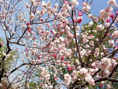 -南汇桃花村