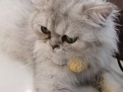 -共舞时光猫咖·狗咖(新街口店)