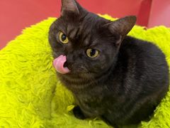 -和它·交个朋友·狗咖猫咖(爱琴海店)