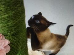 -飞行喵MR PILOT|猫舍·猫咖(静安大融城店)