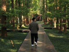 -黄海国家森林公园