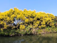 -大湾区中央湿地公园