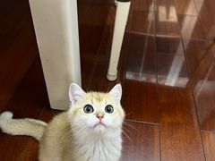 -喵zoo家庭繁育猫舍(尖东智能花园店)