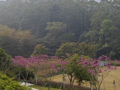 -黄埔油麻山森林公园