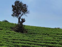 -帐篷客·溪龙茶谷度假酒店