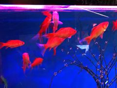 -蜀锦堂·川味现炒(襄阳武商汇店)