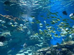 -海合安武汉极地海洋公园