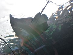 -悉尼海洋生物水族馆