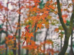 -合肥滨湖国家森林公园