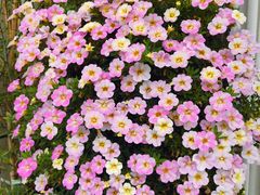 -春暖花开(西溪店)