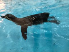 -帝企鹅自助餐厅•儿童岛•真企鹅(长隆企鹅酒店)