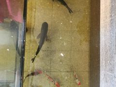 -虹泥小厨(南国花园总店)