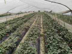 -小鱼草莓采摘园农家乐·小鱼餐厅