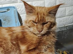 -平行世界·猫咖(首经贸店)