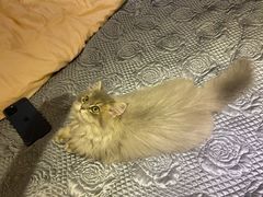 -猫大福·Fortune Cat猫舍(百子湾店)