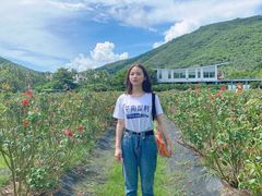 -亚龙湾国际玫瑰谷