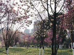 -龙头寺公园