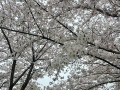 -高东镇樱花园