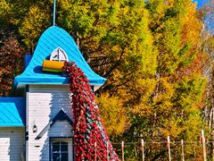 -五营红松林海景区