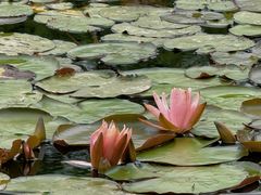 -白鹭湾湿地公园