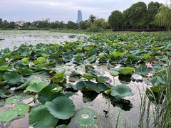 -澹台湖公园