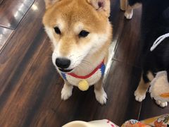 -豆柴町-柴犬主题狗咖(红鼎国际C座店)