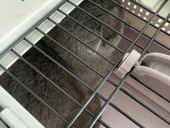 -艾吉宠物医院·疑难杂症转诊中心·猫友好(碧江路院)