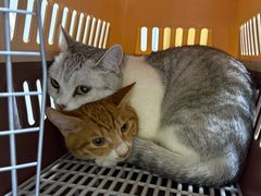 -pd派德宠物中心医院24H急重症·眼科中心·血液透析中心(嵩山北路店)