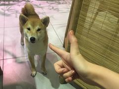 -柴务处·柴犬主题狗咖