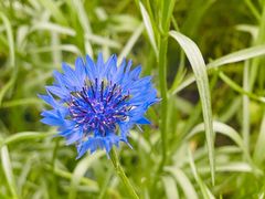 -花开海上生态园