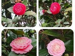 -中国科学院华南植物园