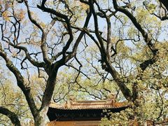 -普陀山风景名胜区-法雨禅寺