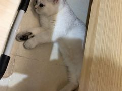 -lincat·猫舍(广州店)