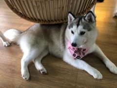 -Husky Go! 哈士奇体验馆·宠物咖啡厅狗咖