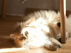 -钦宠·猫咪售卖·洗护·寄养(东圃旗舰店)