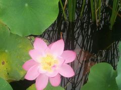 -羊亭河湿地公园