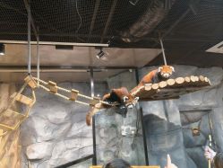 -Zoolung Zoolung动物主题公园(海信广场店)