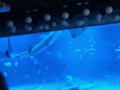 -烟台海昌鲸鲨海洋公园