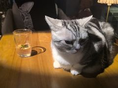 -咖法森林·咖啡  酒吧(天河店)