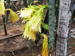 -上海多利农业发展有限公司