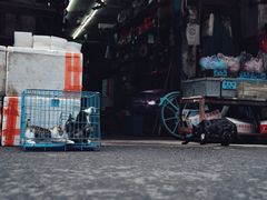 -清平路水族市场