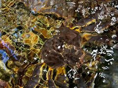 -海鲜e族(马王堆店)