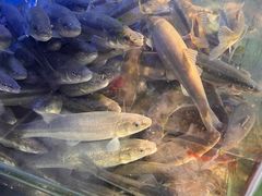 -岳各庄批发市场(西四环中路店)